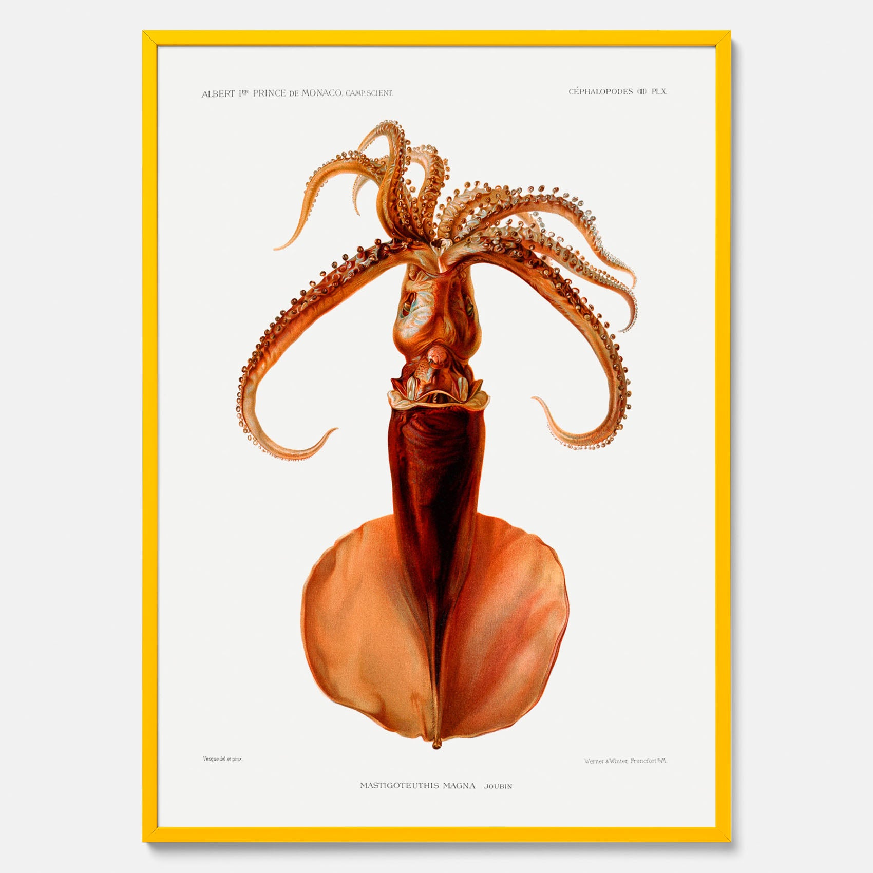 Kökstavla med en bläckfisk, vintageposter med en illustration av en bläckfisk från boken &quot;Résultats des campagnes scientifiques du prince de Monaco&quot;