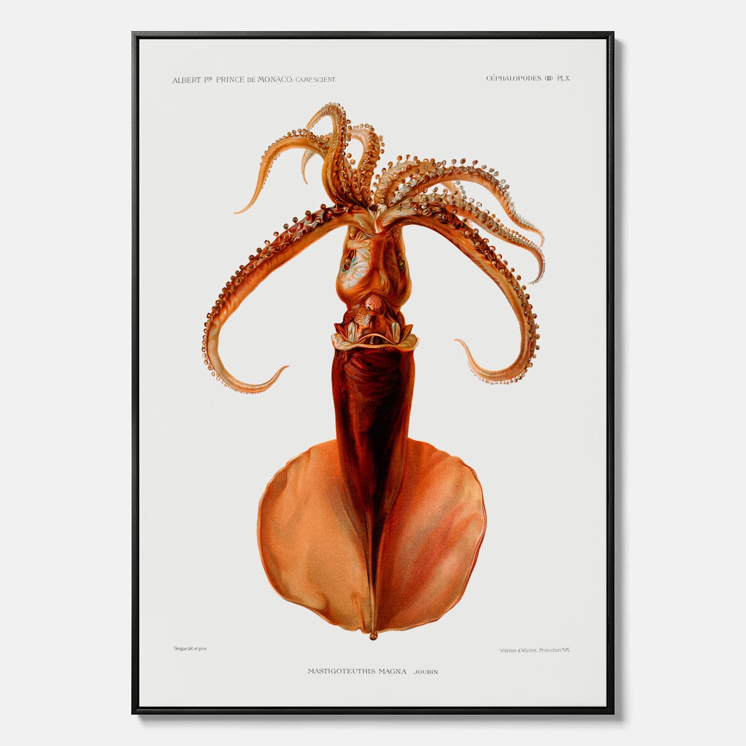 Kökstavla på canvas med en bläckfisk, vintageposter med en illustration av en bläckfisk från boken "Résultats des campagnes scientifiques du prince de Monaco"