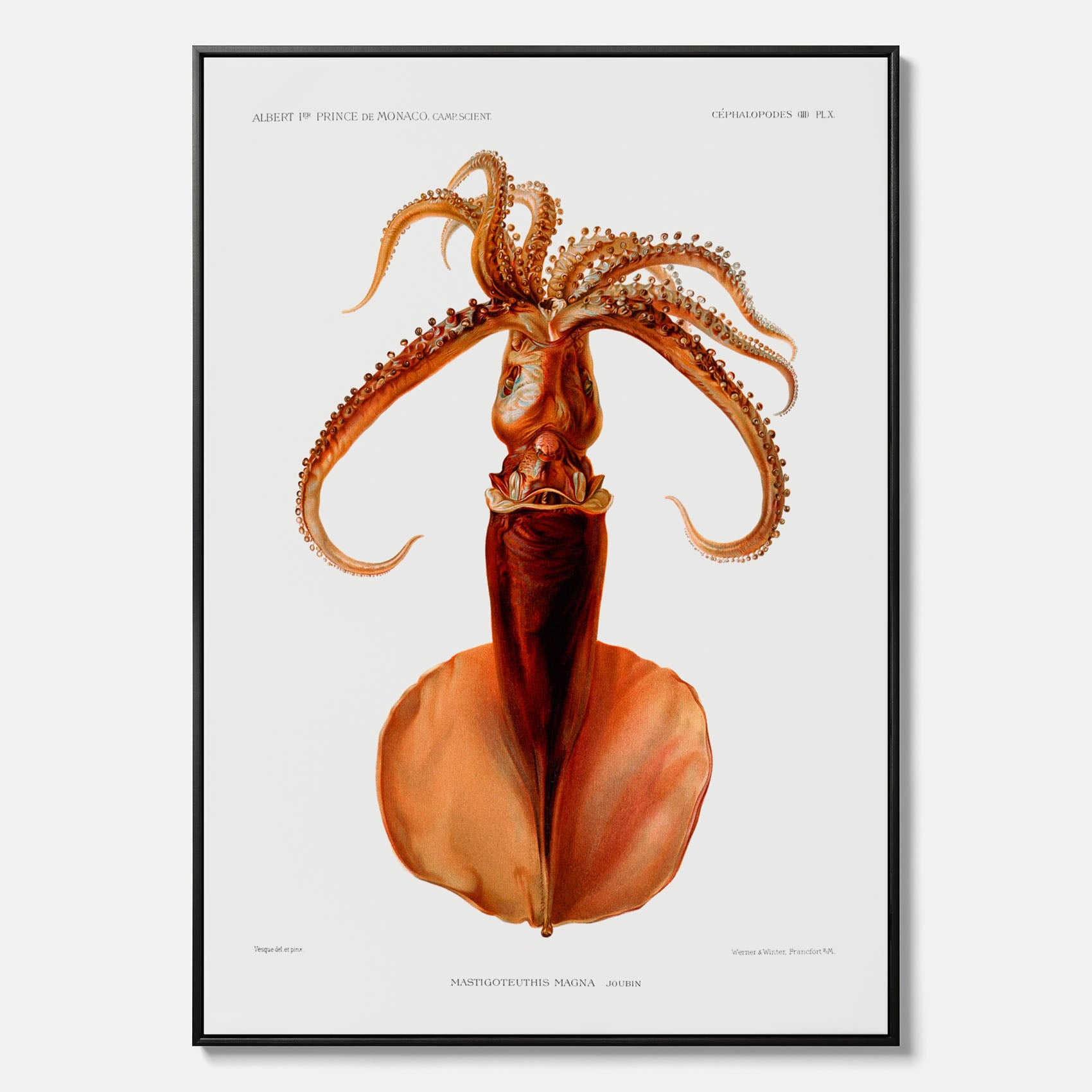 Kökstavla på canvas med en bläckfisk, vintageposter med en illustration av en bläckfisk från boken "Résultats des campagnes scientifiques du prince de Monaco"
