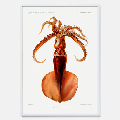 Kökstavla med en bläckfisk, vintageposter med en illustration av en bläckfisk från boken &quot;Résultats des campagnes scientifiques du prince de Monaco&quot;