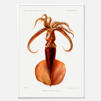 Kökstavla med en bläckfisk, vintageposter med en illustration av en bläckfisk från boken &quot;Résultats des campagnes scientifiques du prince de Monaco&quot;
