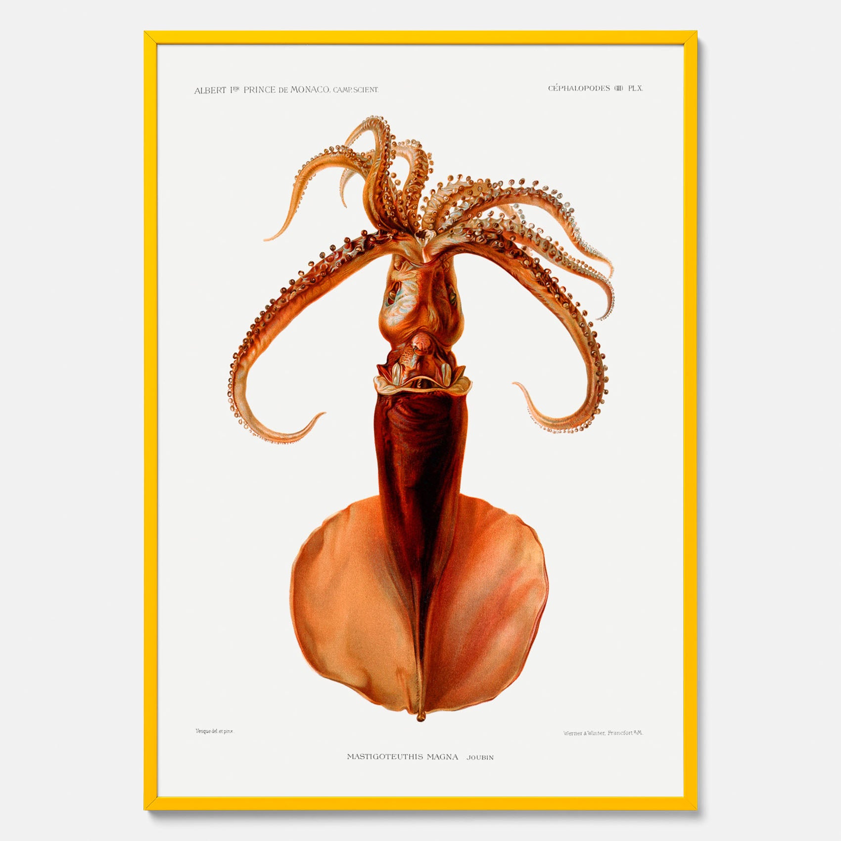 Kökstavla med en bläckfisk, vintageposter med en illustration av en bläckfisk från boken &quot;Résultats des campagnes scientifiques du prince de Monaco&quot;