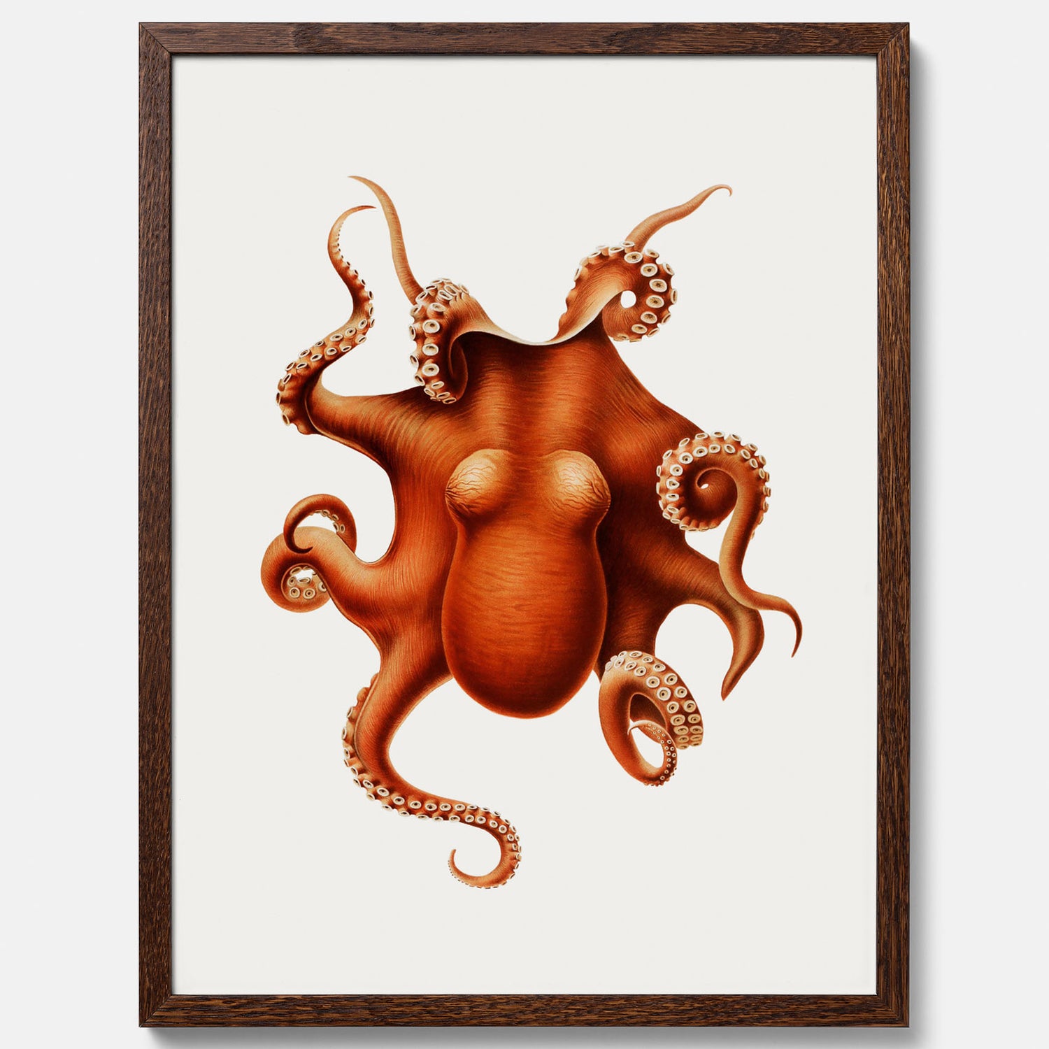 Kökstavla med en Bläckfisk Poster – Färgglad affisch med en djurillustration, köksposter, tavla till kök, poster till kök