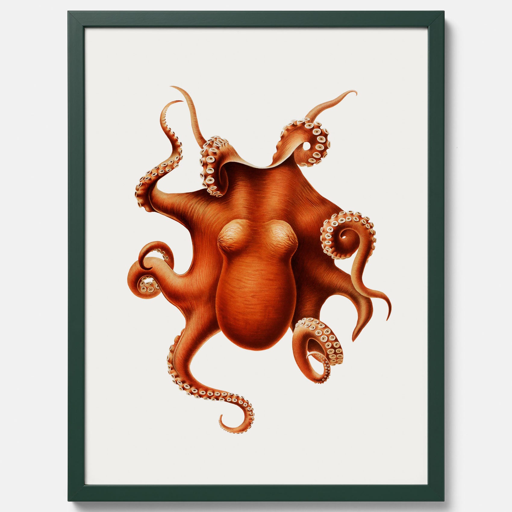 Kökstavla med en Bläckfisk Poster – Färgglad affisch med en djurillustration, köksposter, tavla till kök, poster till kök