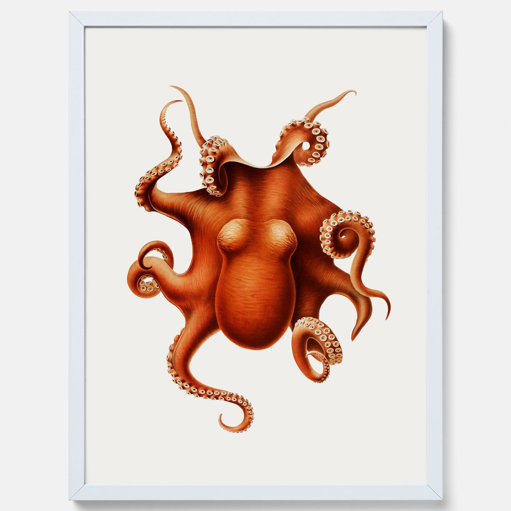 Kökstavla med en Bläckfisk Poster – Färgglad affisch med en djurillustration, köksposter, tavla till kök, poster till kök