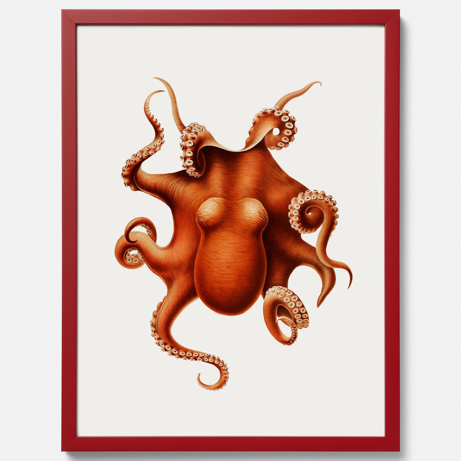Kökstavla med en Bläckfisk Poster – Färgglad affisch med en djurillustration, köksposter, tavla till kök, poster till kök