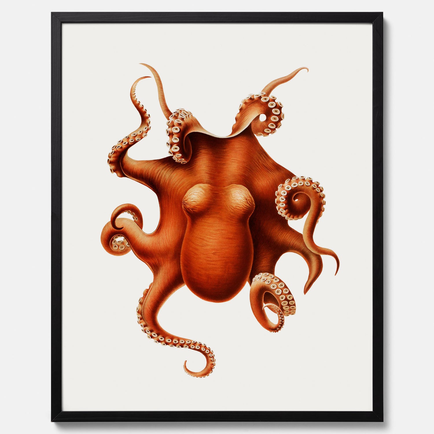 Kökstavla med en Bläckfisk Poster – Färgglad affisch med en djurillustration, köksposter, tavla till kök, poster till kök
