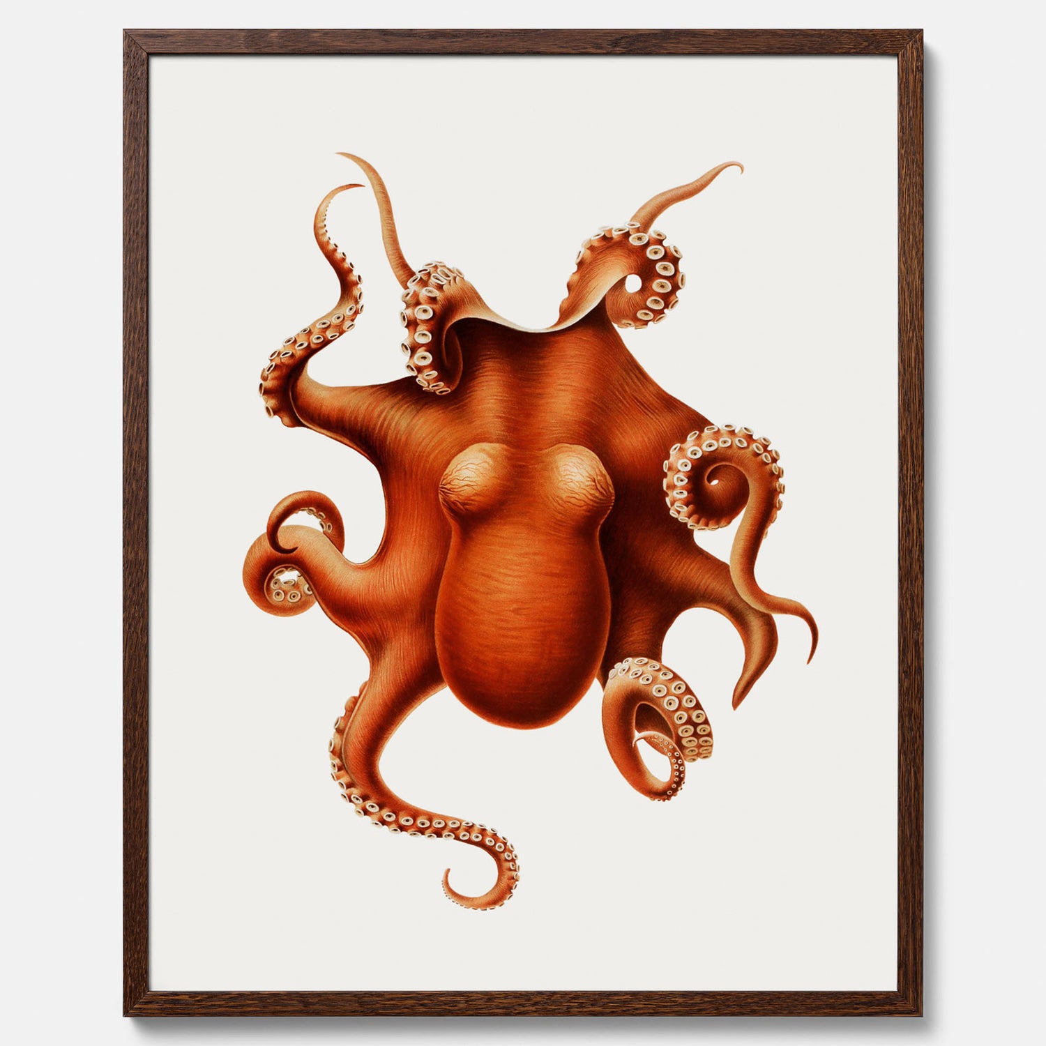 Kökstavla med en Bläckfisk Poster – Färgglad affisch med en djurillustration, köksposter, tavla till kök, poster till kök