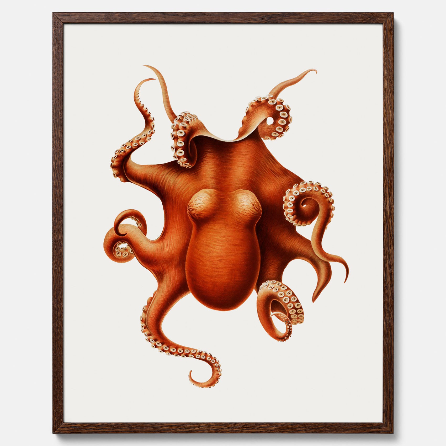 Kökstavla med en Bläckfisk Poster – Färgglad affisch med en djurillustration, köksposter, tavla till kök, poster till kök