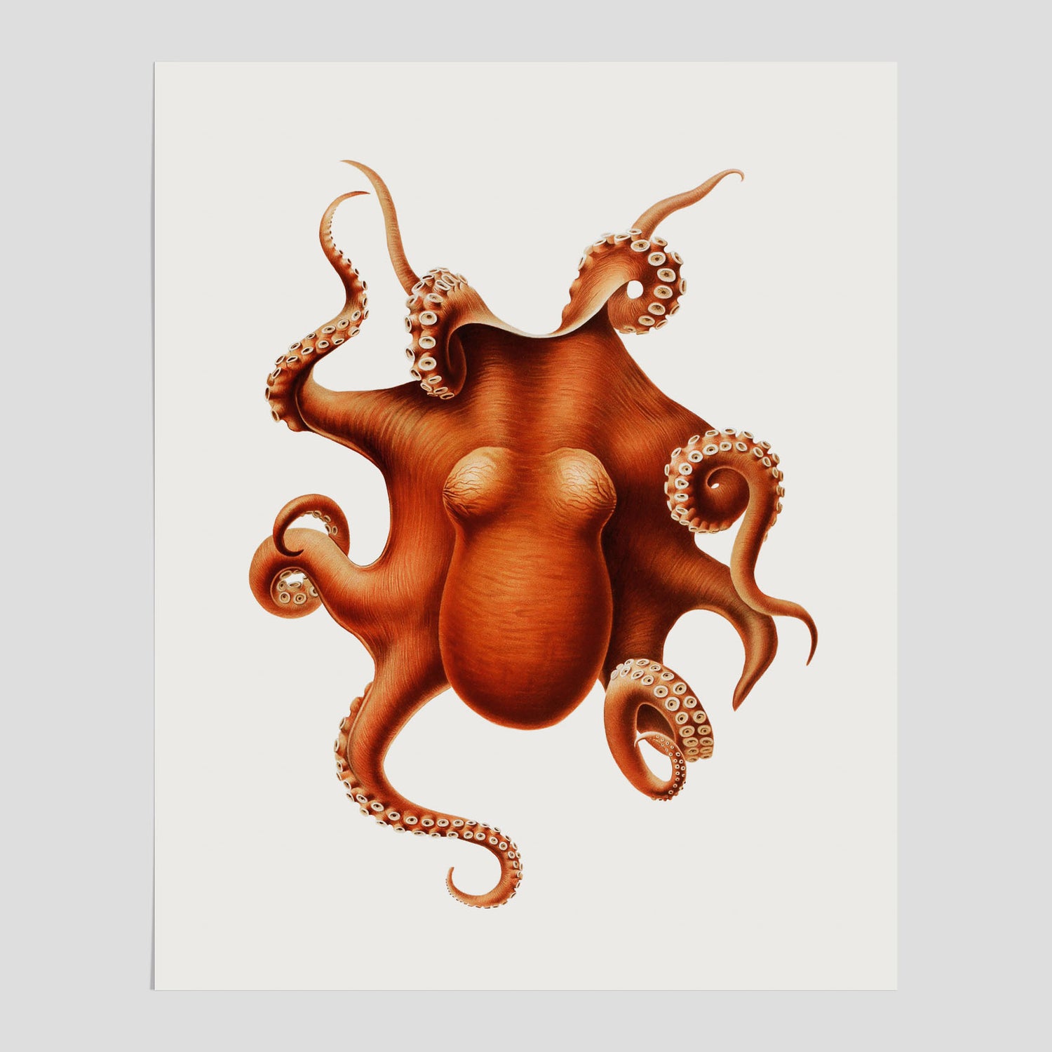Kökstavla med en Bläckfisk Poster – Färgglad affisch med en djurillustration, köksposter, tavla till kök, poster till kök