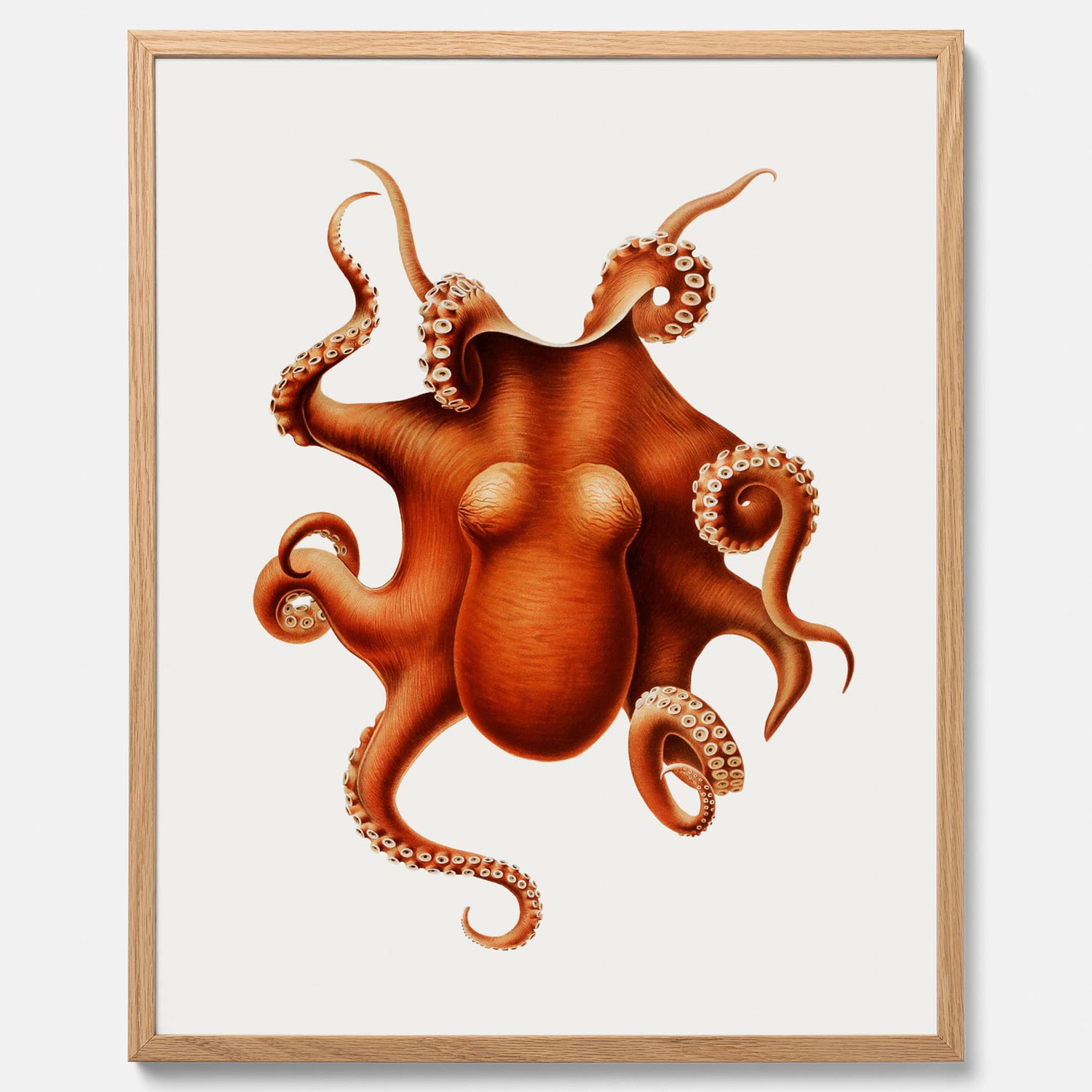Kökstavla med en Bläckfisk Poster – Färgglad affisch med en djurillustration, köksposter, tavla till kök, poster till kök