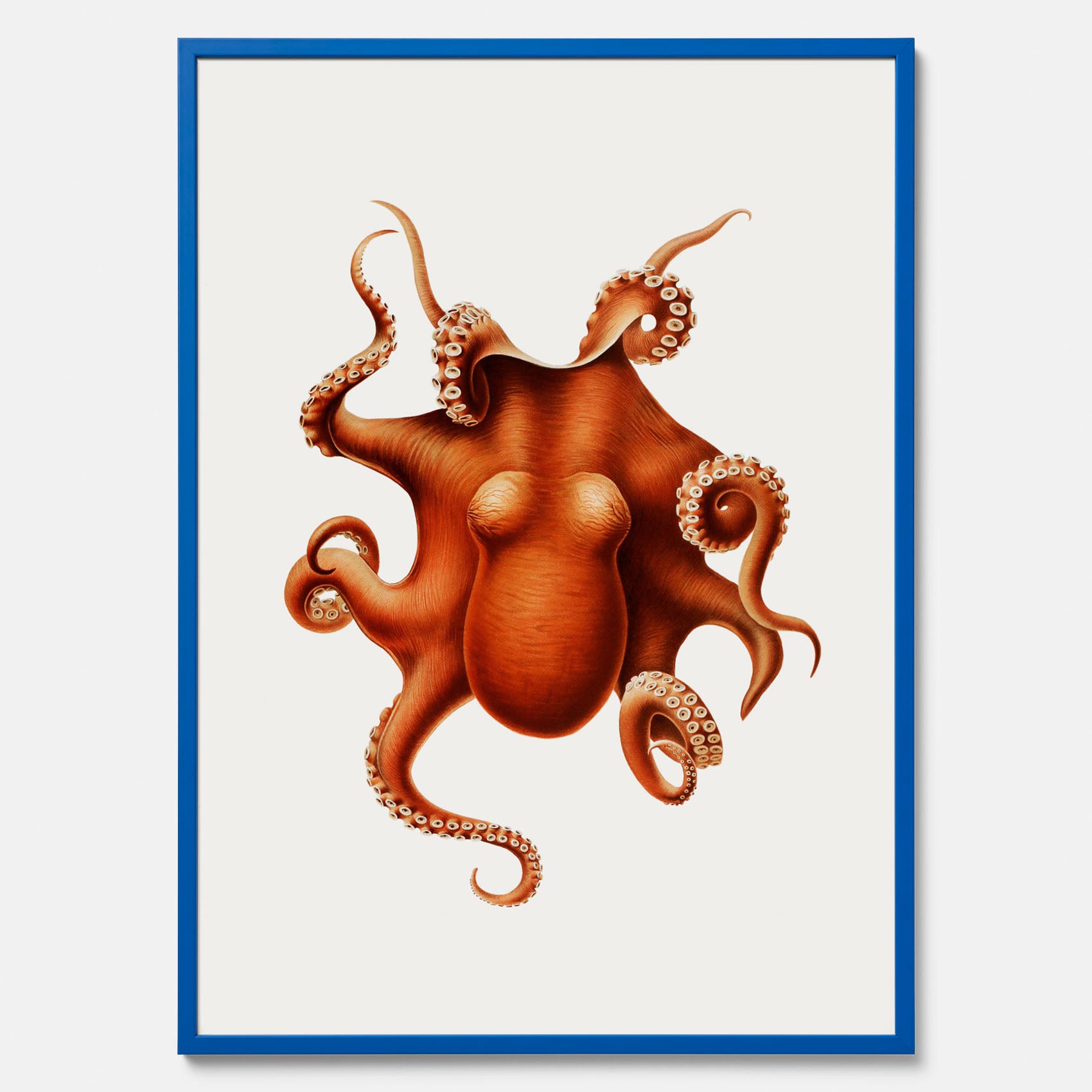 Kökstavla med en Bläckfisk Poster – Färgglad affisch med en djurillustration, köksposter, tavla till kök, poster till kök