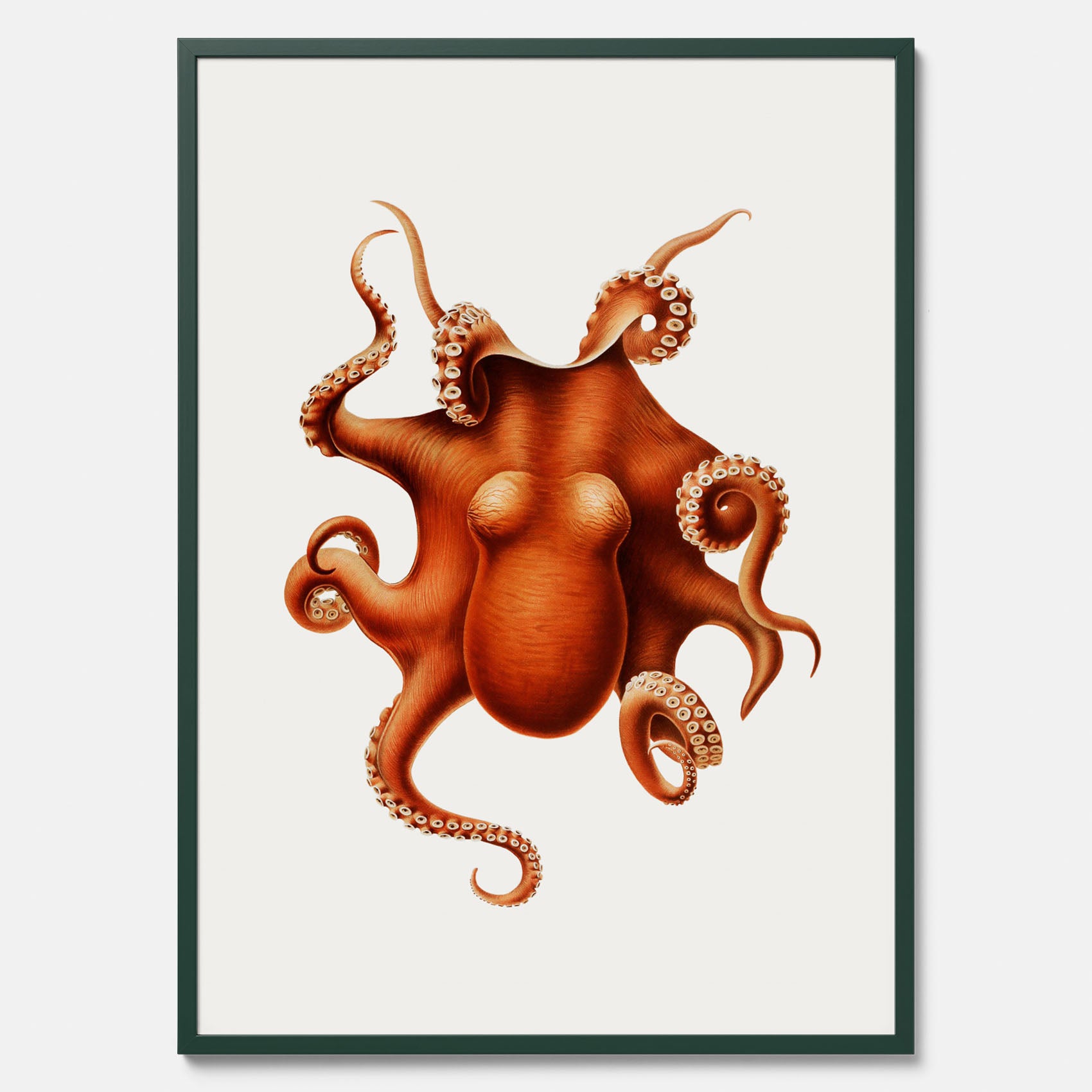 Kökstavla med en Bläckfisk Poster – Färgglad affisch med en djurillustration, köksposter, tavla till kök, poster till kök
