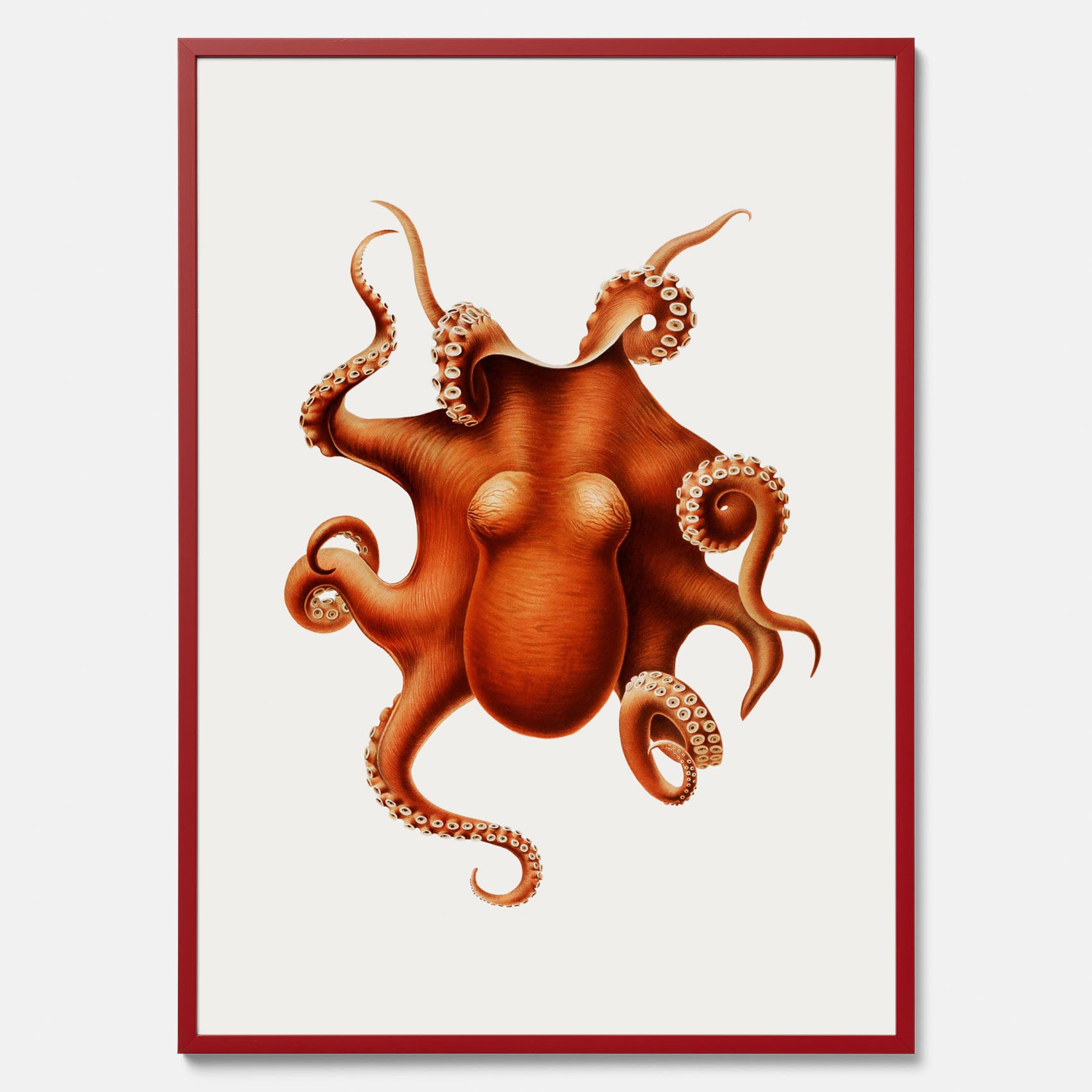 Kökstavla med en Bläckfisk Poster – Färgglad affisch med en djurillustration, köksposter, tavla till kök, poster till kök