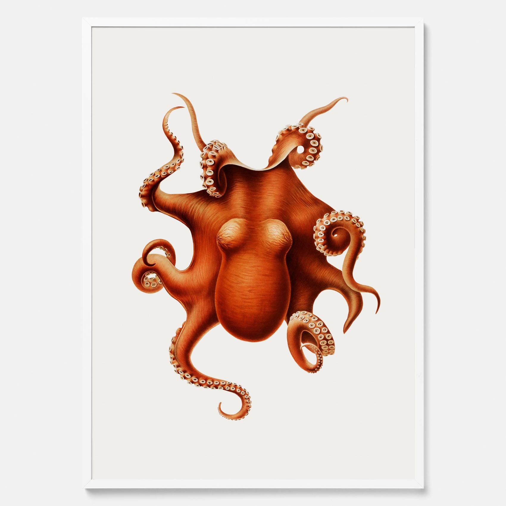 Kökstavla med en Bläckfisk Poster – Färgglad affisch med en djurillustration, köksposter, tavla till kök, poster till kök