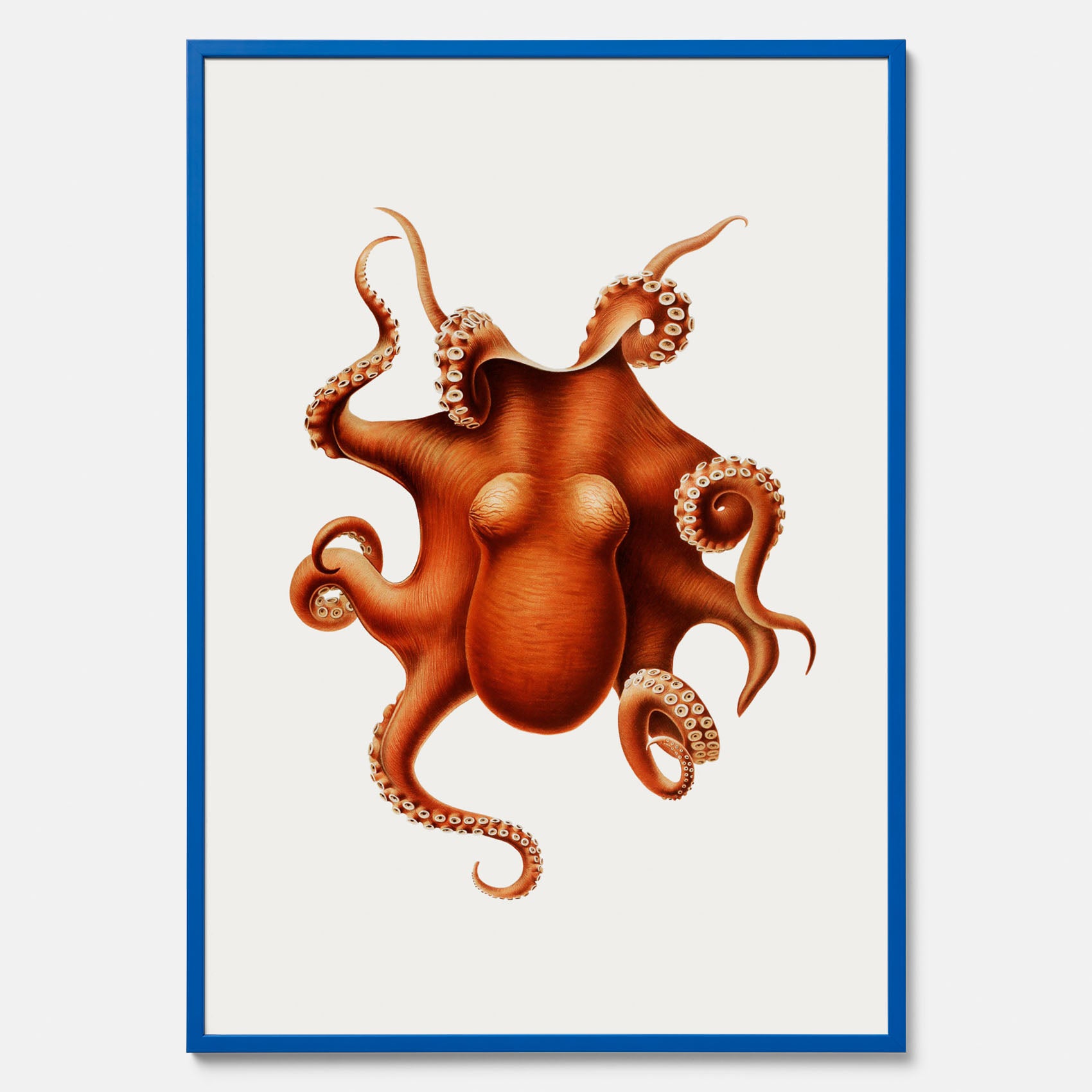 Kökstavla med en Bläckfisk Poster – Färgglad affisch med en djurillustration, köksposter, tavla till kök, poster till kök