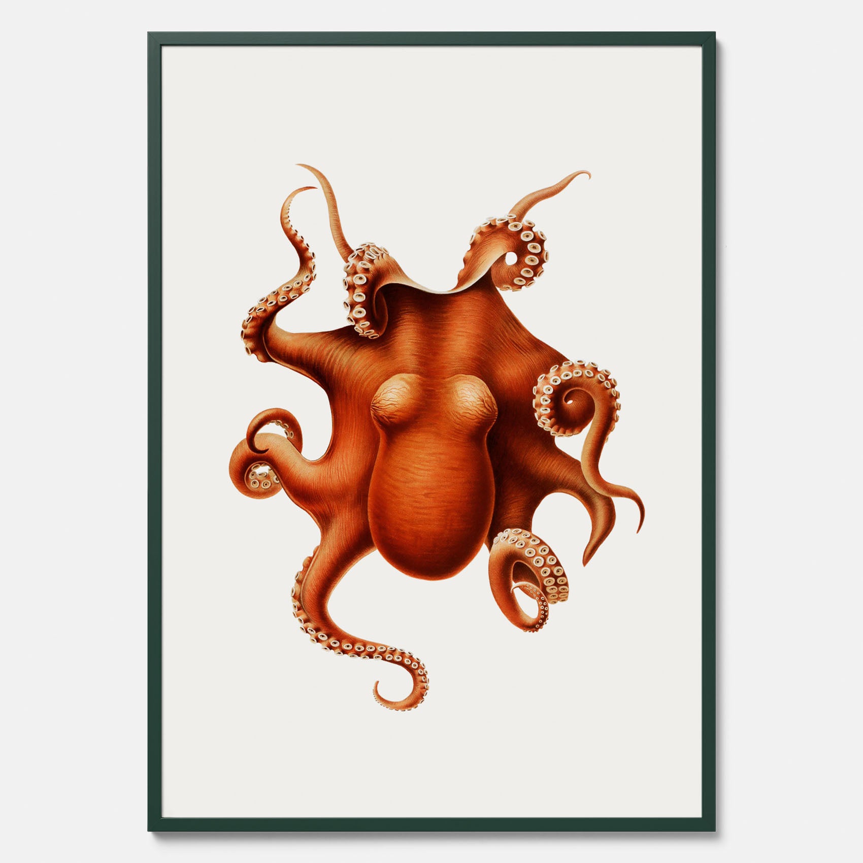 Kökstavla med en Bläckfisk Poster – Färgglad affisch med en djurillustration, köksposter, tavla till kök, poster till kök