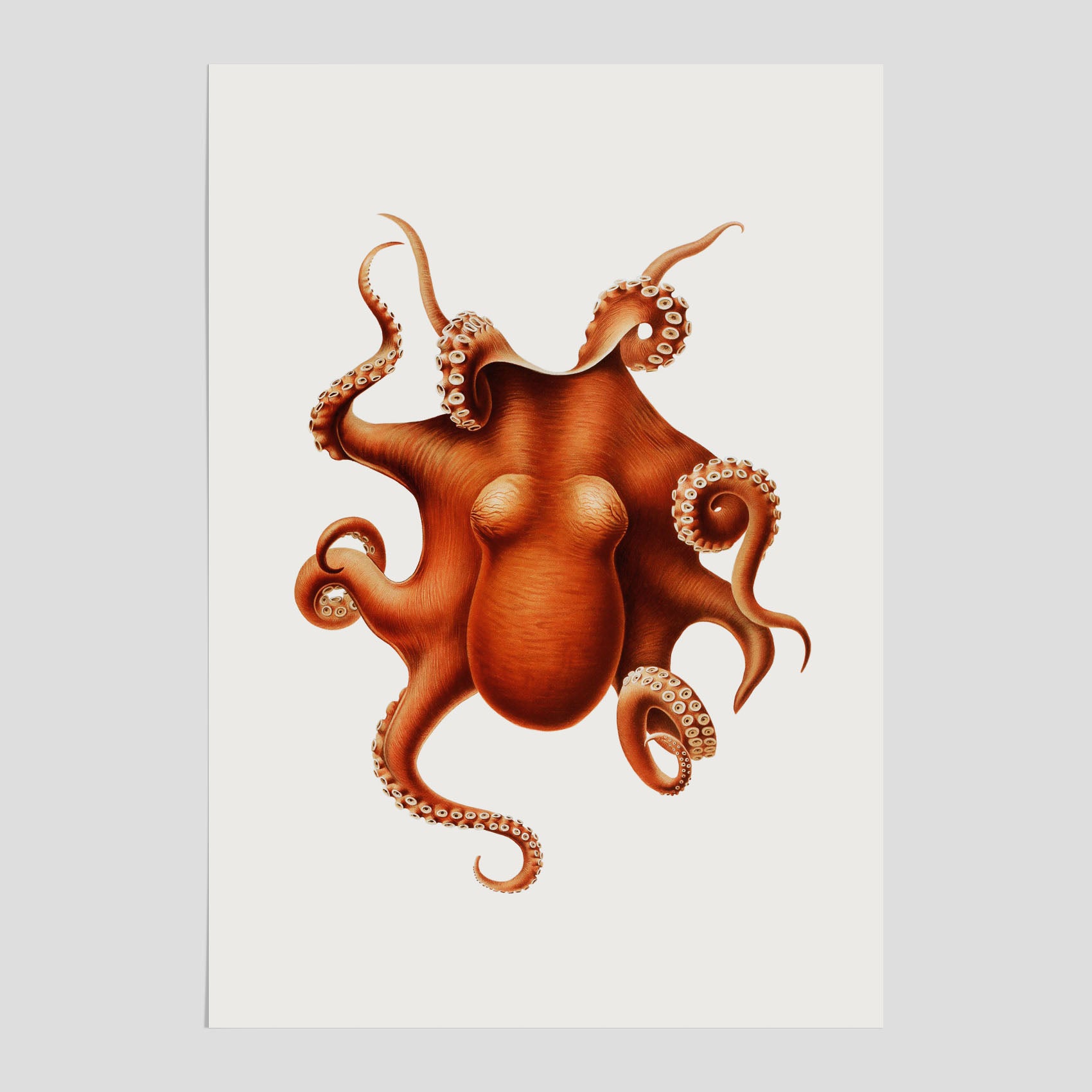 Kökstavla med en Bläckfisk Poster – Färgglad affisch med en djurillustration, köksposter, tavla till kök, poster till kök