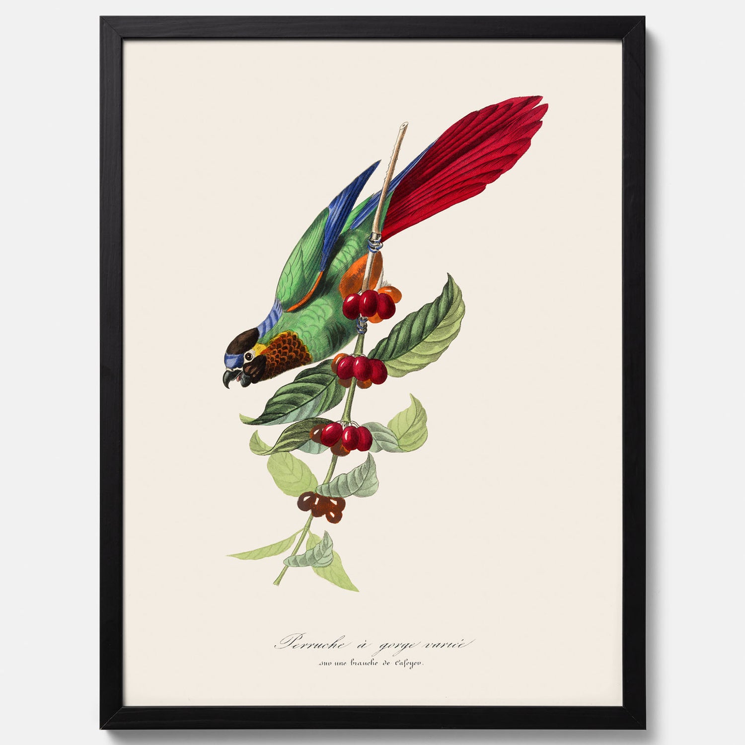 Kökstavla med en Parakit &amp; Kaffeplanta poster  – Vintageposter med fågel och kaffe, tavla till kök, köksposter, poster till kök