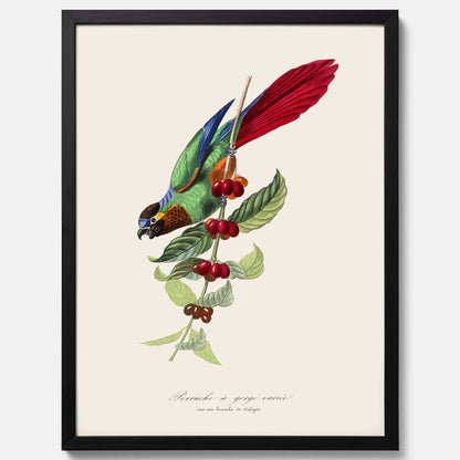 Kökstavla med en Parakit &amp; Kaffeplanta poster  – Vintageposter med fågel och kaffe, tavla till kök, köksposter, poster till kök