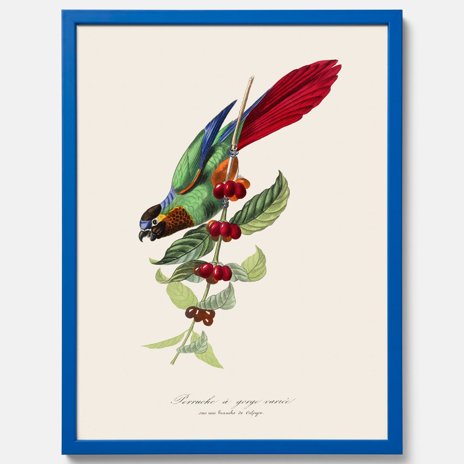 Kökstavla med en Parakit &amp; Kaffeplanta poster  – Vintageposter med fågel och kaffe, tavla till kök, köksposter, poster till kök