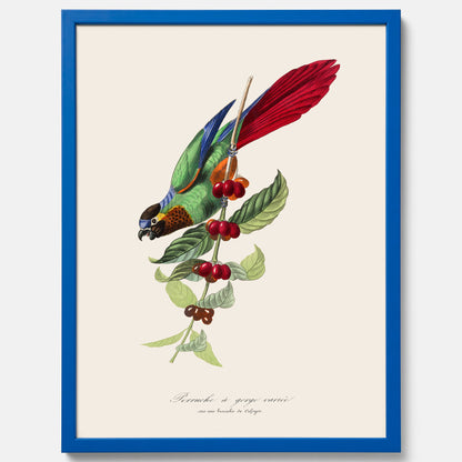 Kökstavla med en Parakit &amp; Kaffeplanta poster  – Vintageposter med fågel och kaffe, tavla till kök, köksposter, poster till kök
