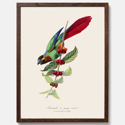 Kökstavla med en Parakit &amp; Kaffeplanta poster  – Vintageposter med fågel och kaffe, tavla till kök, köksposter, poster till kök