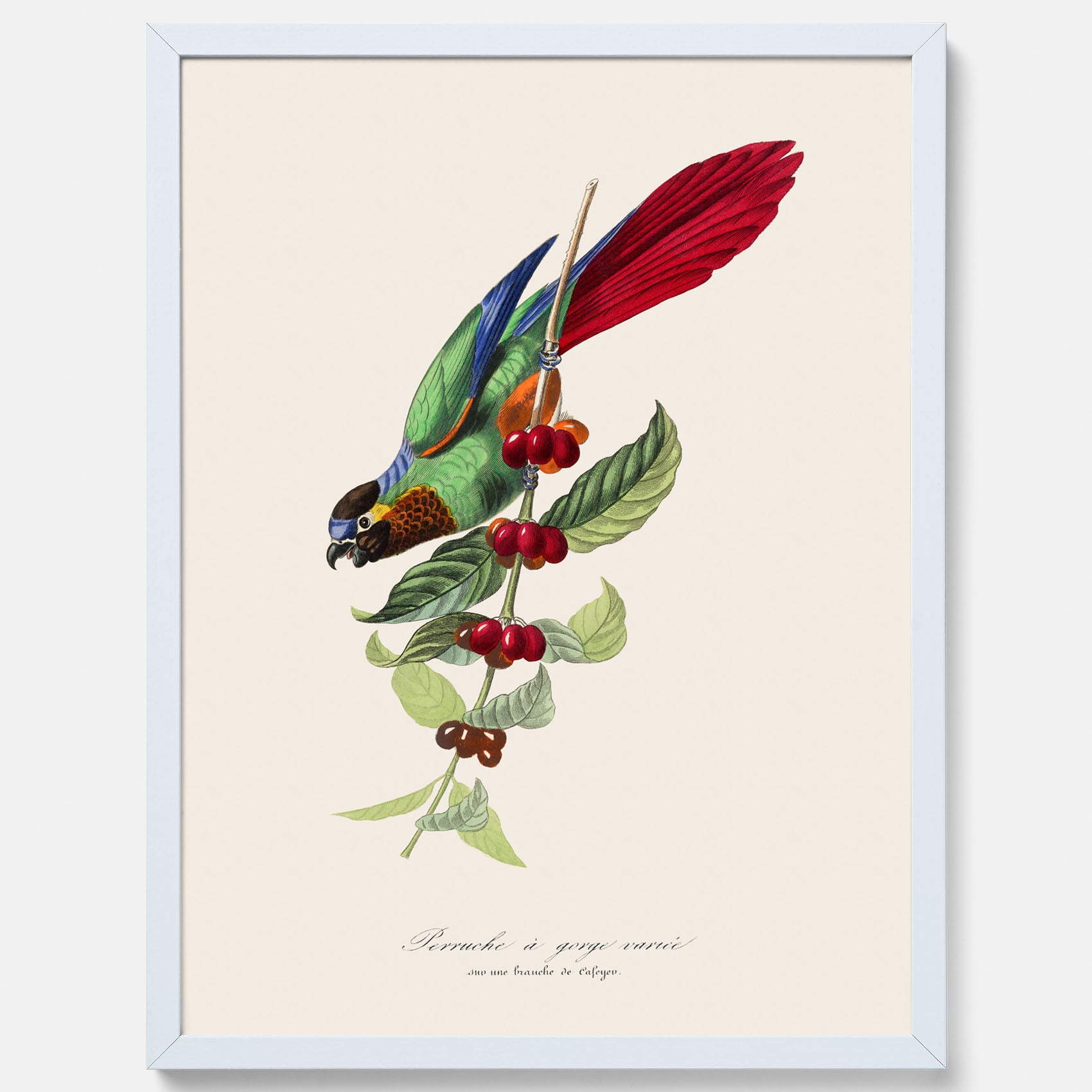 Kökstavla med en Parakit &amp; Kaffeplanta poster  – Vintageposter med fågel och kaffe, tavla till kök, köksposter, poster till kök