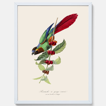 Kökstavla med en Parakit &amp; Kaffeplanta poster  – Vintageposter med fågel och kaffe, tavla till kök, köksposter, poster till kök