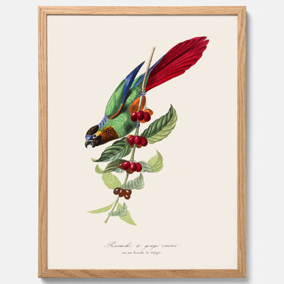 Kökstavla med en Parakit &amp; Kaffeplanta poster  – Vintageposter med fågel och kaffe, tavla till kök, köksposter, poster till kök
