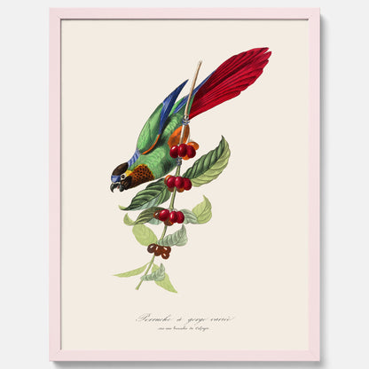 Kökstavla med en Parakit &amp; Kaffeplanta poster  – Vintageposter med fågel och kaffe, tavla till kök, köksposter, poster till kök