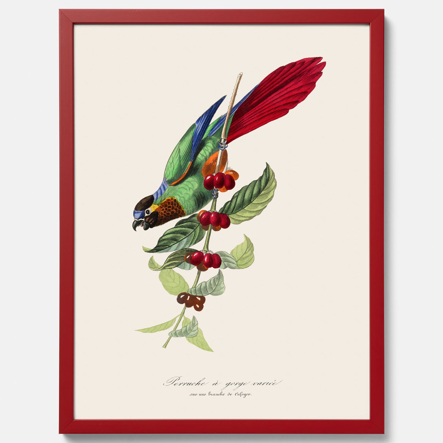Kökstavla med en Parakit &amp; Kaffeplanta poster  – Vintageposter med fågel och kaffe, tavla till kök, köksposter, poster till kök
