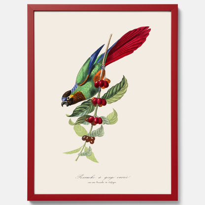 Kökstavla med en Parakit &amp; Kaffeplanta poster  – Vintageposter med fågel och kaffe, tavla till kök, köksposter, poster till kök