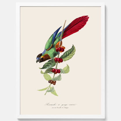 Kökstavla med en Parakit &amp; Kaffeplanta poster  – Vintageposter med fågel och kaffe, tavla till kök, köksposter, poster till kök