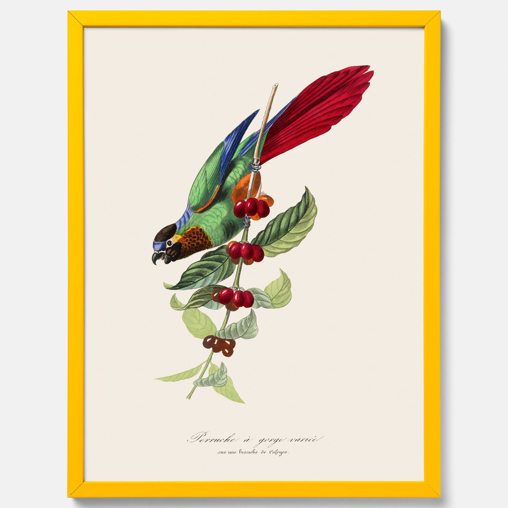Kökstavla med en Parakit &amp; Kaffeplanta poster  – Vintageposter med fågel och kaffe, tavla till kök, köksposter, poster till kök