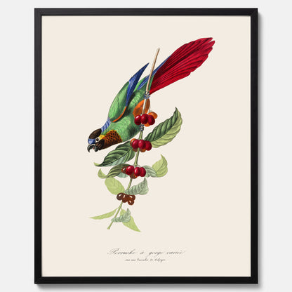 Kökstavla med en Parakit &amp; Kaffeplanta poster  – Vintageposter med fågel och kaffe, tavla till kök, köksposter, poster till kök