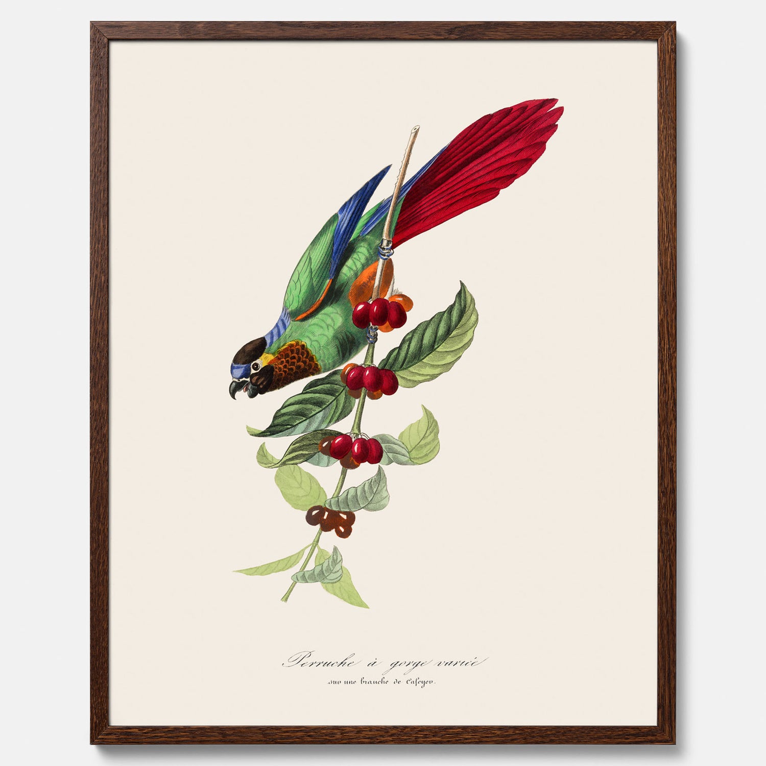 Kökstavla med en Parakit &amp; Kaffeplanta poster  – Vintageposter med fågel och kaffe, tavla till kök, köksposter, poster till kök