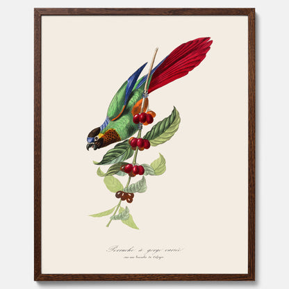 Kökstavla med en Parakit &amp; Kaffeplanta poster  – Vintageposter med fågel och kaffe, tavla till kök, köksposter, poster till kök