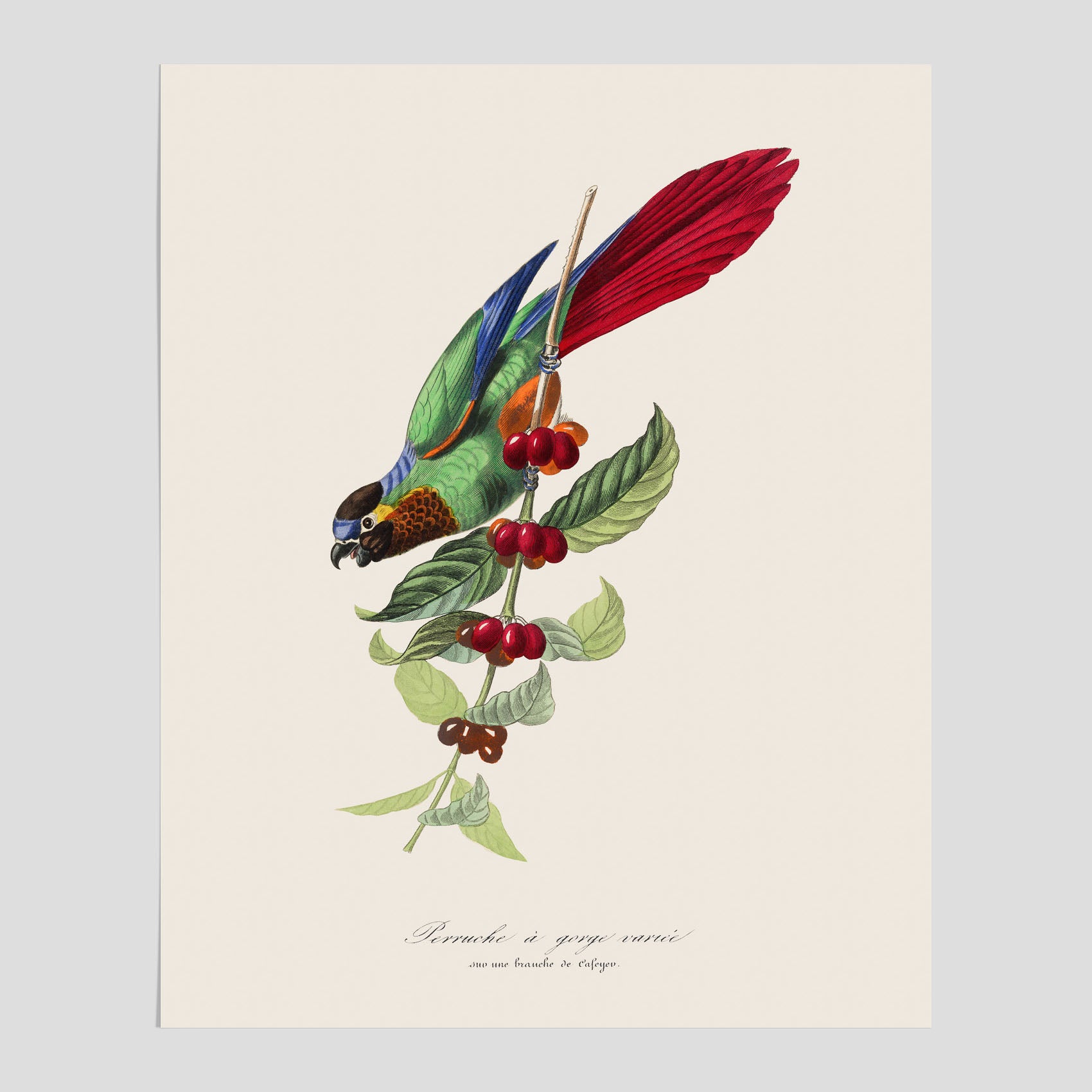 Kökstavla med en Parakit &amp; Kaffeplanta poster  – Vintageposter med fågel och kaffe, tavla till kök, köksposter, poster till kök