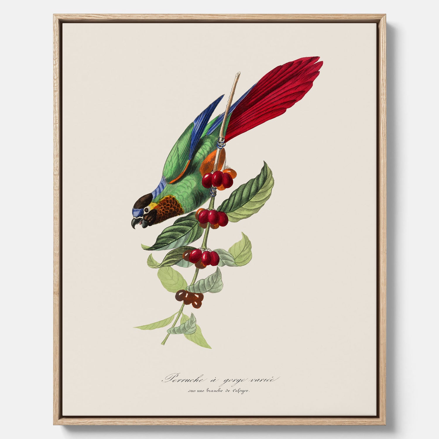 Kökstavla canvas med en Parakit &amp; Kaffeplanta  – Vintageposter med fågel och kaffe, tavla till kök, köksposter, poster till kök