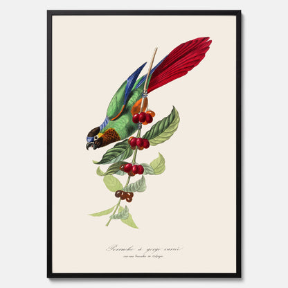 Kökstavla med en Parakit &amp; Kaffeplanta poster  – Vintageposter med fågel och kaffe, tavla till kök, köksposter, poster till kök