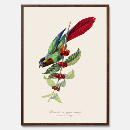 Kökstavla med en Parakit &amp; Kaffeplanta poster  – Vintageposter med fågel och kaffe, tavla till kök, köksposter, poster till kök