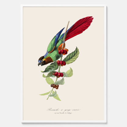 Kökstavla med en Parakit &amp; Kaffeplanta poster  – Vintageposter med fågel och kaffe, tavla till kök, köksposter, poster till kök