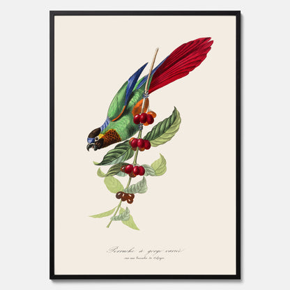 Kökstavla med en Parakit &amp; Kaffeplanta poster  – Vintageposter med fågel och kaffe, tavla till kök, köksposter, poster till kök