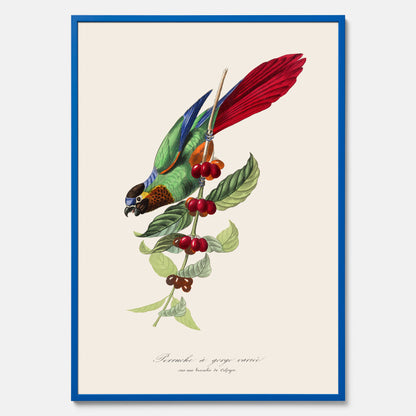 Kökstavla med en Parakit &amp; Kaffeplanta poster  – Vintageposter med fågel och kaffe, tavla till kök, köksposter, poster till kök