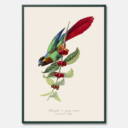 Kökstavla med en Parakit &amp; Kaffeplanta poster  – Vintageposter med fågel och kaffe, tavla till kök, köksposter, poster till kök