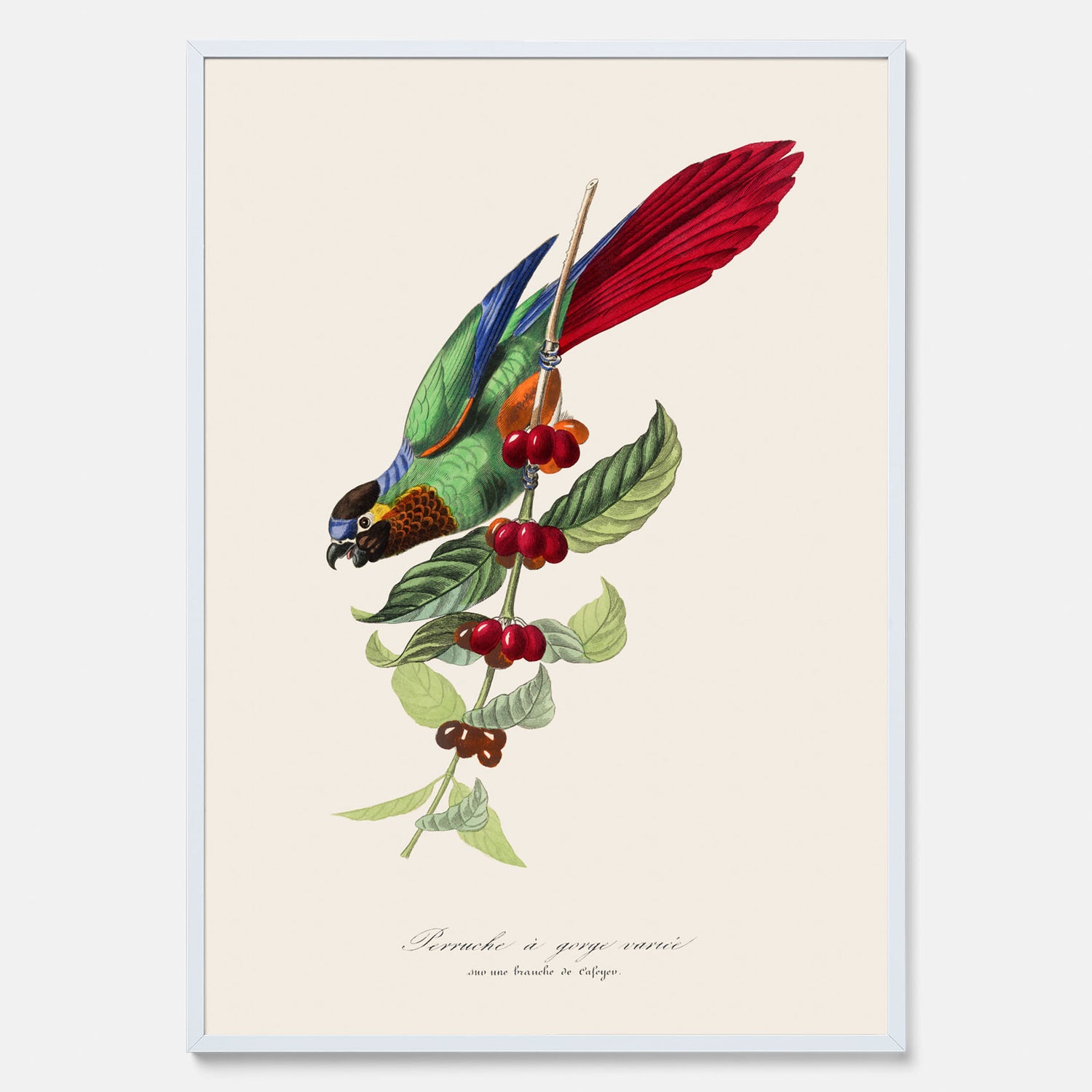 Kökstavla med en Parakit &amp; Kaffeplanta poster  – Vintageposter med fågel och kaffe, tavla till kök, köksposter, poster till kök