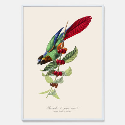 Kökstavla med en Parakit &amp; Kaffeplanta poster  – Vintageposter med fågel och kaffe, tavla till kök, köksposter, poster till kök