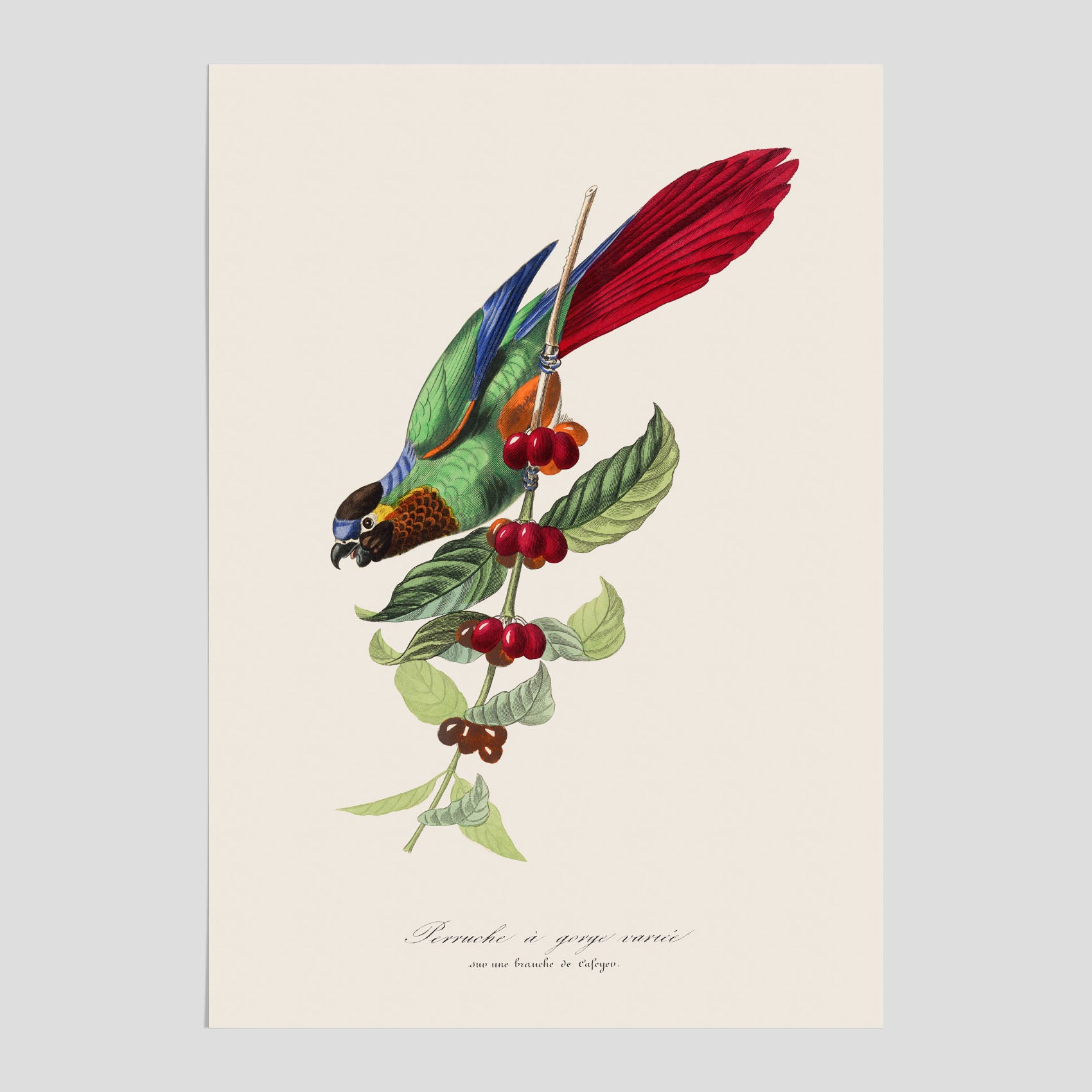 Kökstavla med en Parakit &amp; Kaffeplanta poster  – Vintageposter med fågel och kaffe, tavla till kök, köksposter, poster till kök