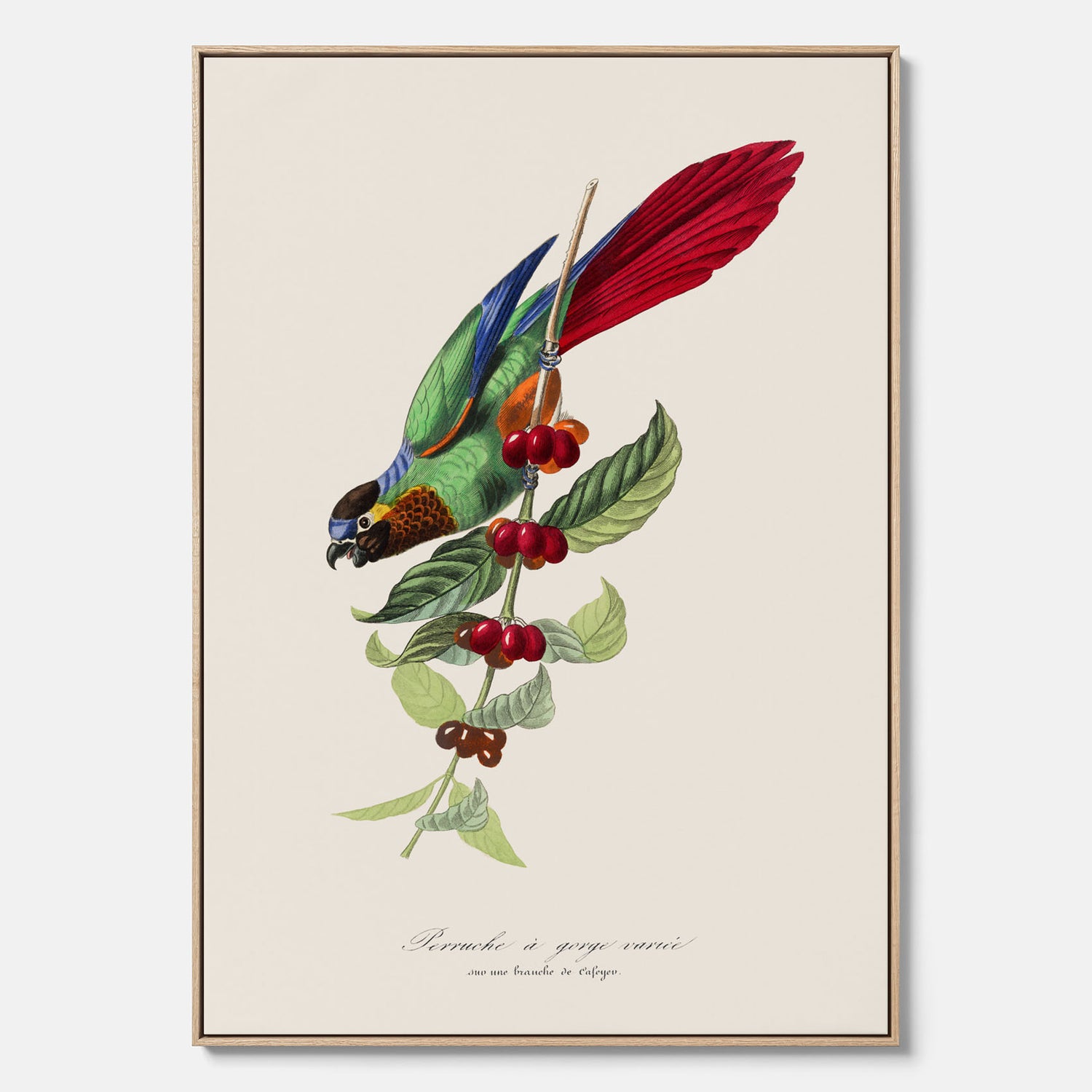Kökstavla canvas med en Parakit &amp; Kaffeplanta  – Vintageposter med fågel och kaffe, tavla till kök, köksposter, poster till kök